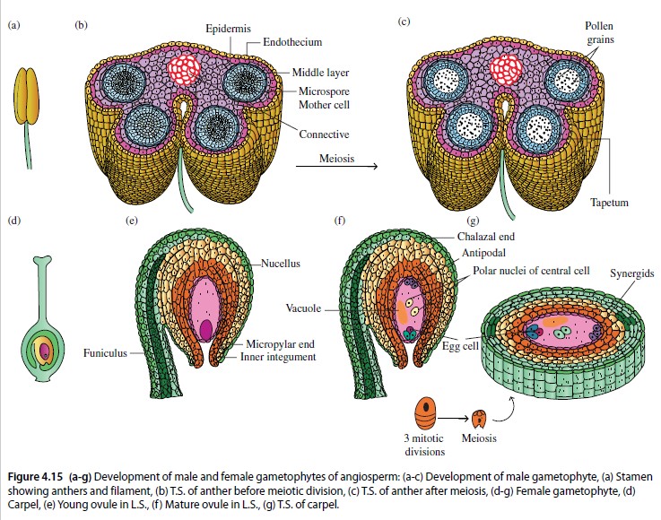 Anatomi Bunga Alponsin