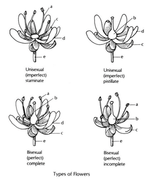 Struktur Bunga Alponsin
